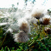 Seeds blowing in the wind... by snowy
