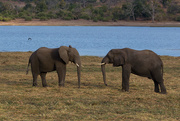 1st Sep 2017 - Chobe Elephants