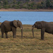 Chobe Elephants by leonbuys83