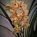 My Latest Orchid ~ by happysnaps