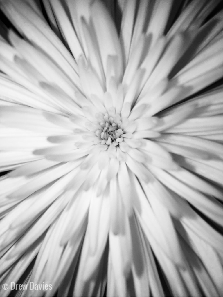 White flower  by 365projectdrewpdavies