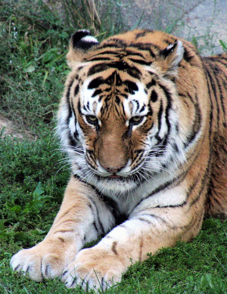 Tiger  by randy23