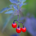 Little red berries! by fayefaye