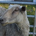 Look Away Ewe  by farmreporter