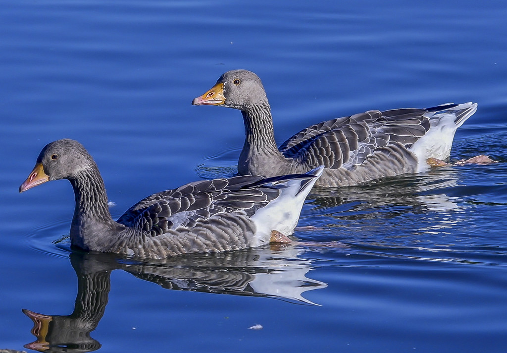 Graylag Geese by tonygig