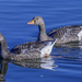 Graylag Geese by tonygig