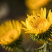 curly-cup gumweed by aecasey