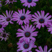 August Theme - Nifty Fifty Lens - THE END! by gigiflower