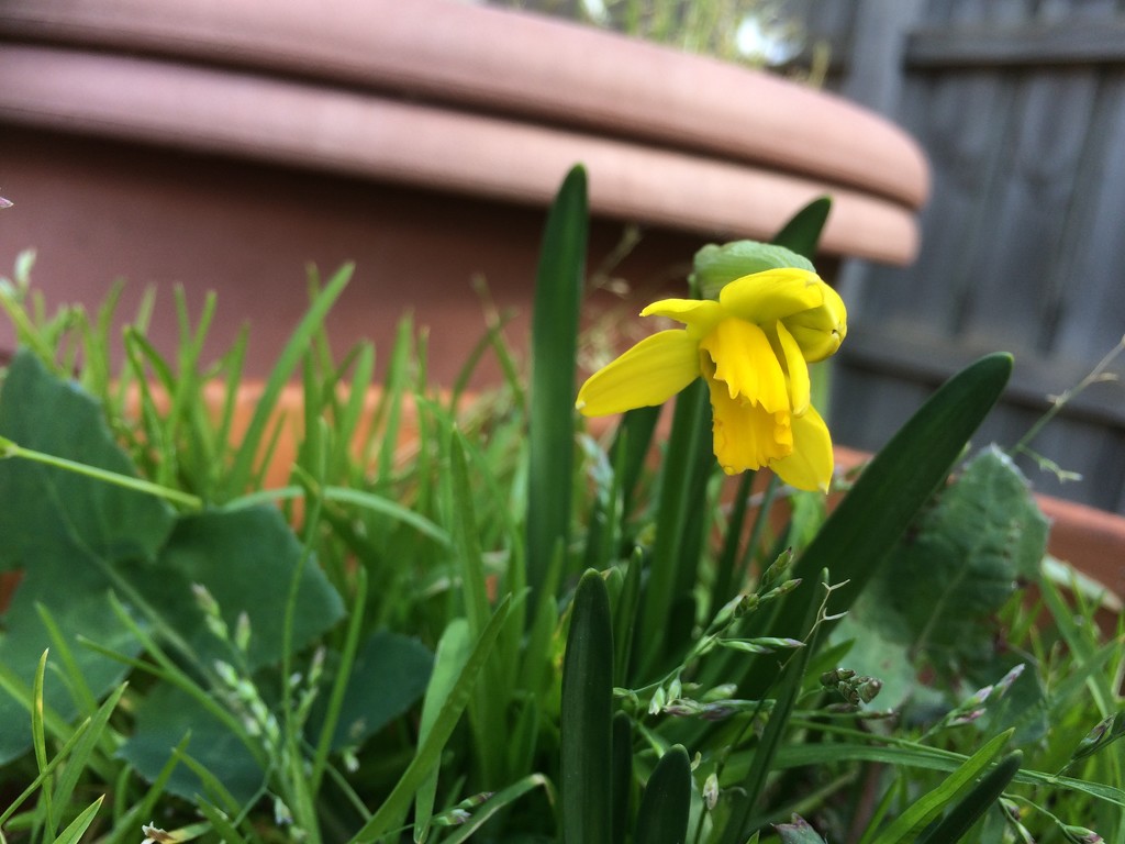 Spring daffodils by alia_801