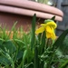 Spring daffodils by alia_801