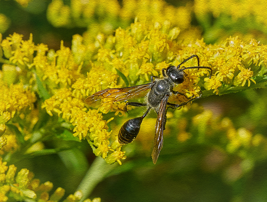 Wasp by gardencat