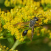 Wasp by gardencat
