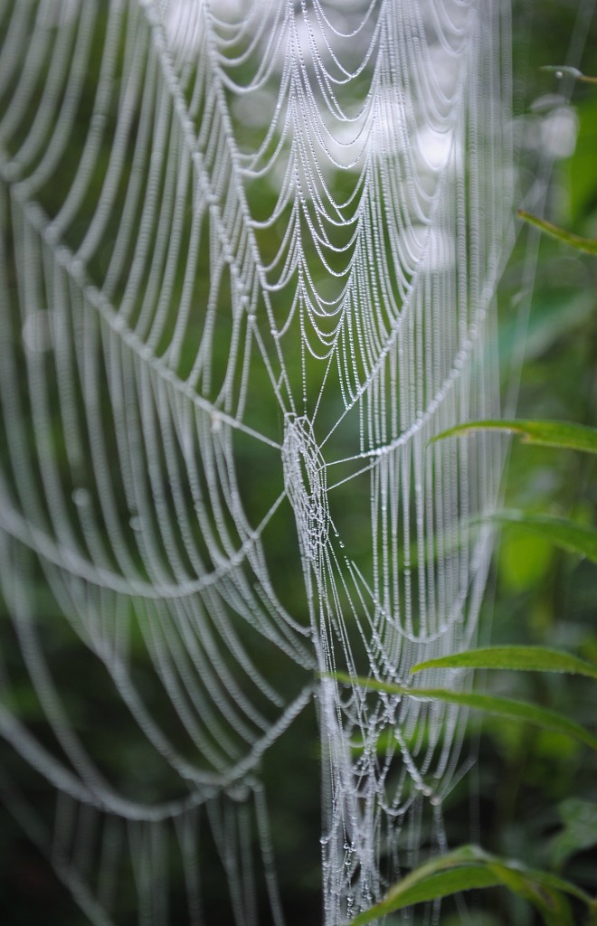 The Web of Lies by alophoto