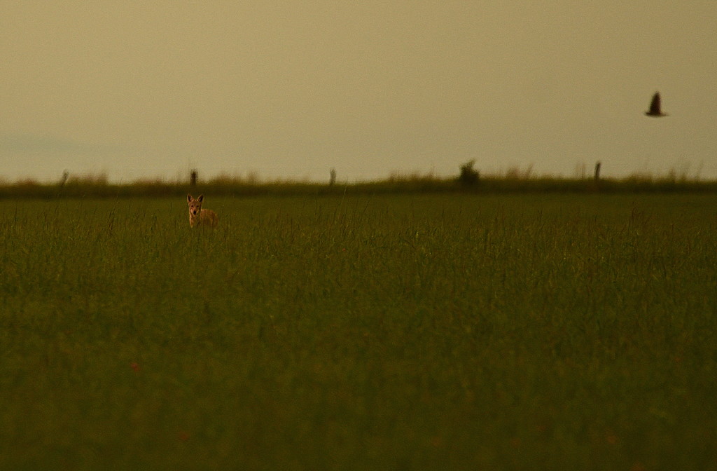 Distant Coyote and Hawk by kareenking