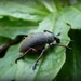  Bug - Any ideas? by judithdeacon