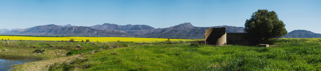 Canola Field Panorama by salza