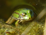 2nd Sep 2017 - Iberian Water Frog