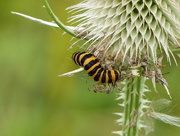 16th Aug 2017 -  Cinnabar Moth Caterpillar 