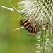  Cinnabar Moth Caterpillar  by susiemc