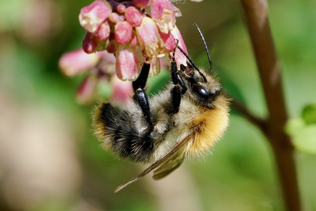 BOMBUS PASCUORUM JUST HANGING OUT by markp