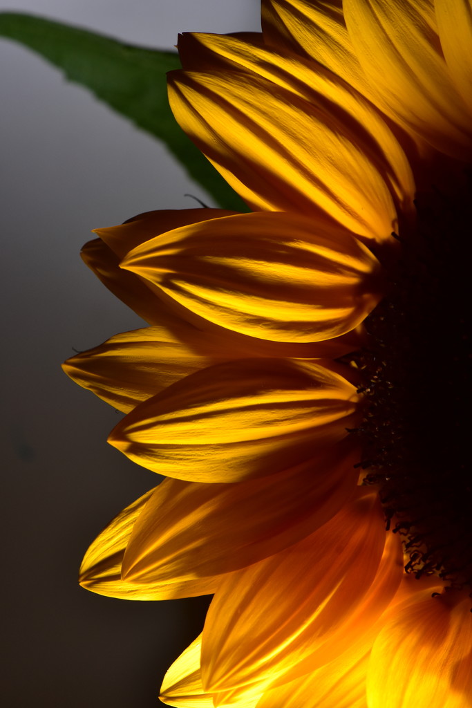 Shadows on the flower by jayberg