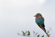 2nd Sep 2017 - Lilac breasted roller
