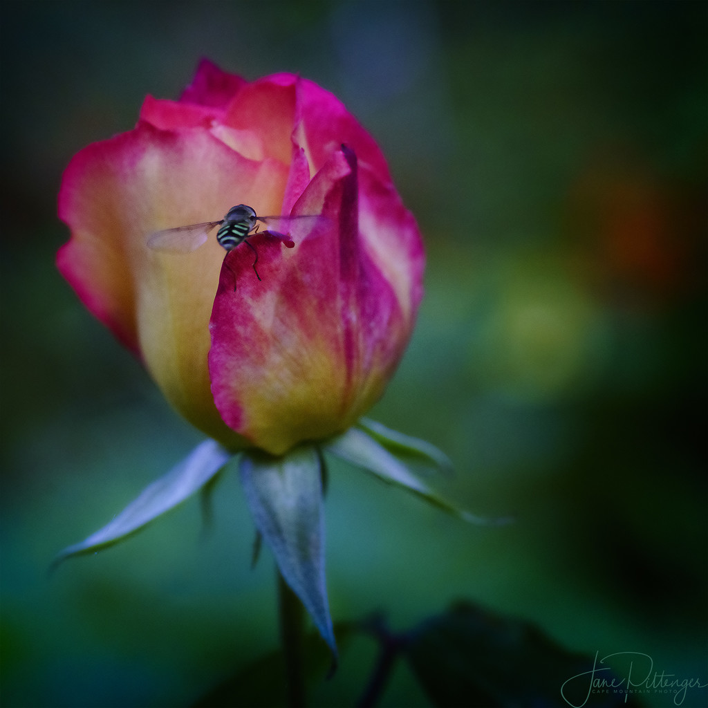 Rose and Friend by jgpittenger