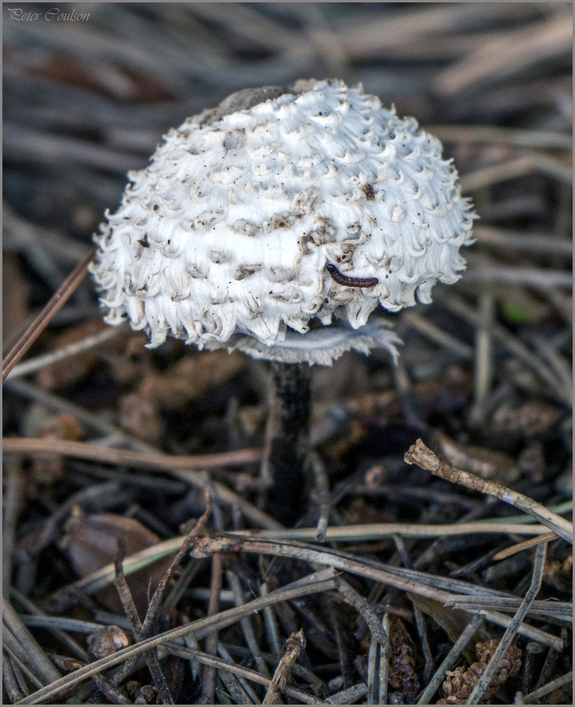 Shaggy Parasol Mushroom  by pcoulson