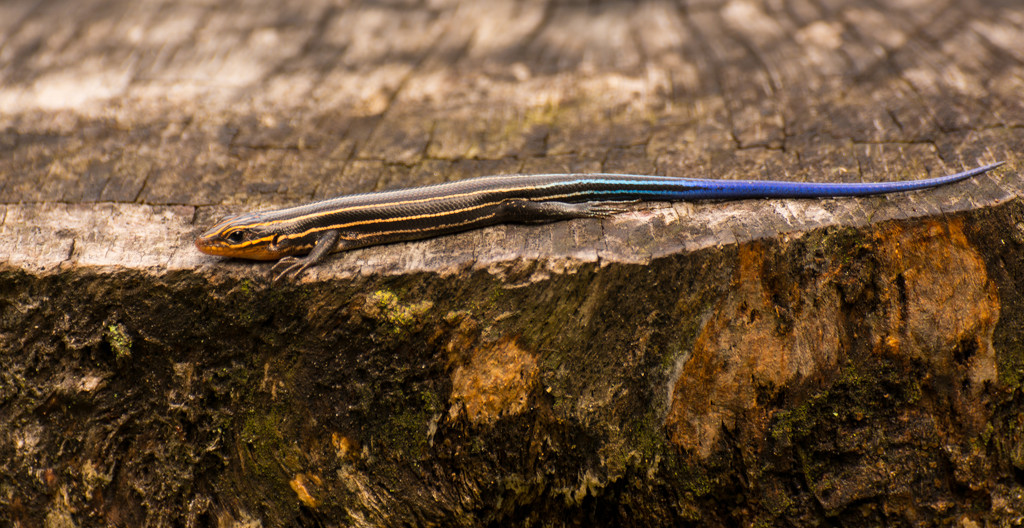 Skink Sunning on the Stump! by rickster549