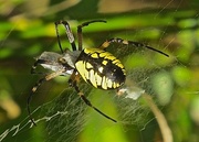 1st Sep 2017 - Black and Yellow Garden Spider