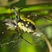 Black and Yellow Garden Spider by rob257