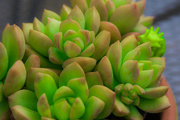 1st Sep 2017 - (Day 200) - Succulent Glow