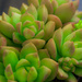 (Day 200) - Succulent Glow by cjphoto