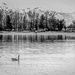 Swans by 365karly1