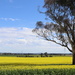 Canola fields by gilbertwood