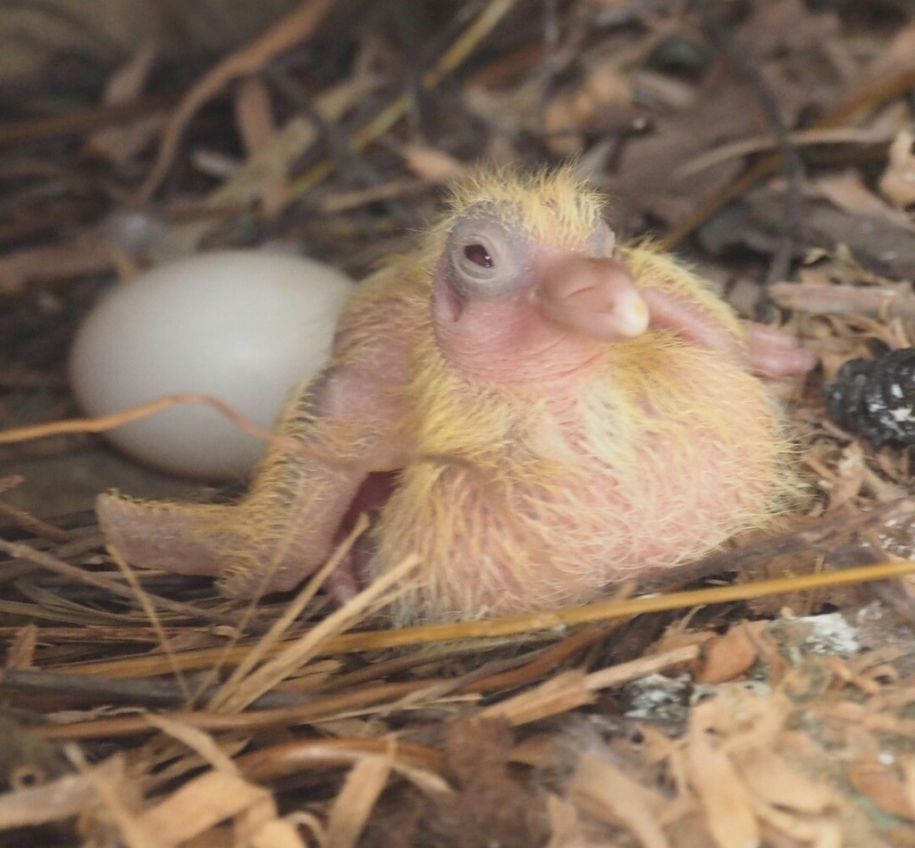 An ugly duckling well ..... pigeon chick , at 2 days by Dawn