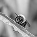Black and white bee by novab