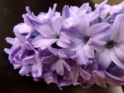 1st Apr 2017 - Hyacinth