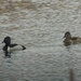 Ring-necked Ducks by sunnygreenwood