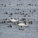 Mute Swans by sunnygreenwood
