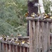 Evening Grosbeaks by sunnygreenwood