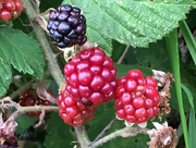21st Aug 2017 - Blackberries