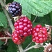 Blackberries by cataylor41