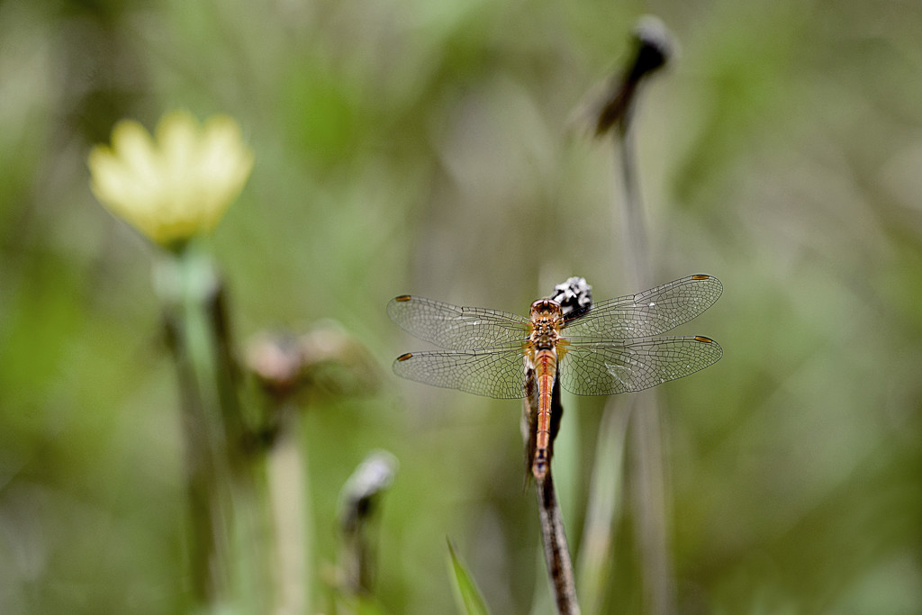Morning Dragonfly! by fayefaye