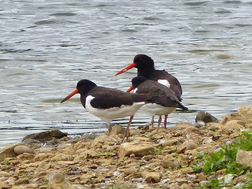  Oyster Catchers  by susiemc