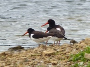 19th Aug 2017 -  Oyster Catchers 