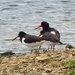  Oyster Catchers  by susiemc