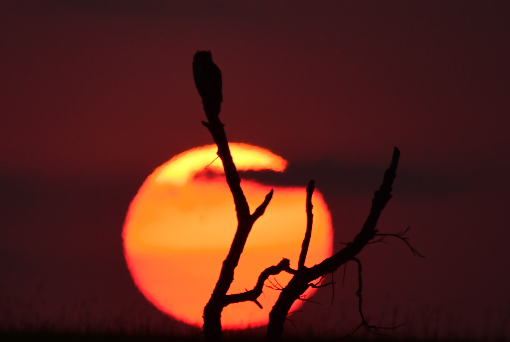 Great Horned Owl - Kansas Sunset by kareenking