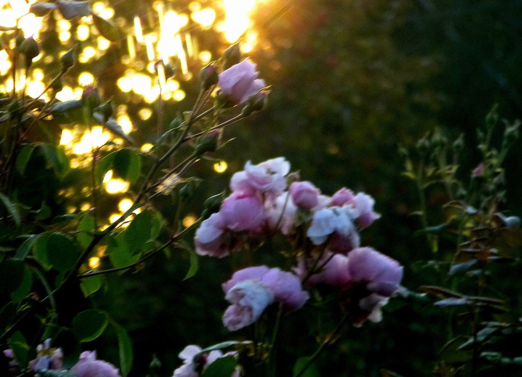 Roses in the early sunlight .... by snowy