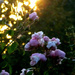 Roses in the early sunlight .... by snowy